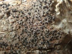 Pseudoschismatomma rufescens