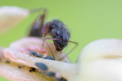 Camponotus niveosetosus