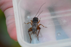Gryllus assimilis