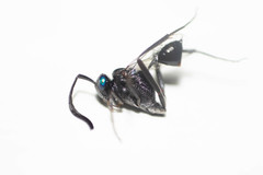 Evania appendigaster