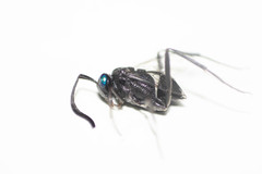 Evania appendigaster