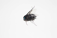 Evania appendigaster