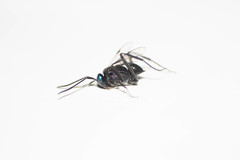 Evania appendigaster