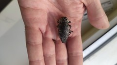 Capnodis cariosa