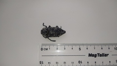 Capnodis cariosa