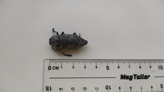 Capnodis cariosa