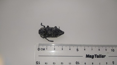 Capnodis cariosa