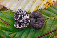 Genea verrucosa