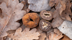 Tuber excavatum
