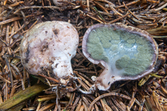 Phallogaster saccatus