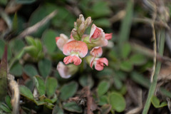 Indigofera oxalidea