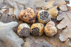 Tuber borchii
