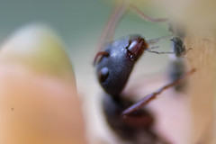 Camponotus niveosetosus