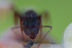 Camponotus niveosetosus