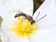 Lasioglossum loetum