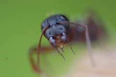 Camponotus niveosetosus