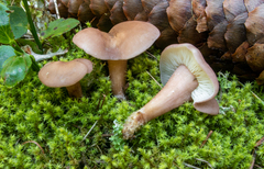 Calocybe carnea