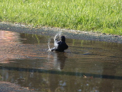 Molothrus bonariensis
