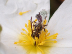 Lasioglossum loetum