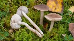 Dermoloma cuneifolium