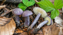 Calocybe ionides