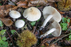 Tricholoma album