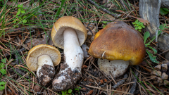 Tricholoma arvernense
