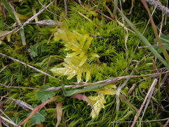 Homalothecium megaptilum