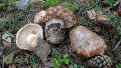 Tricholoma colossus