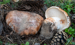 Tricholoma colossus