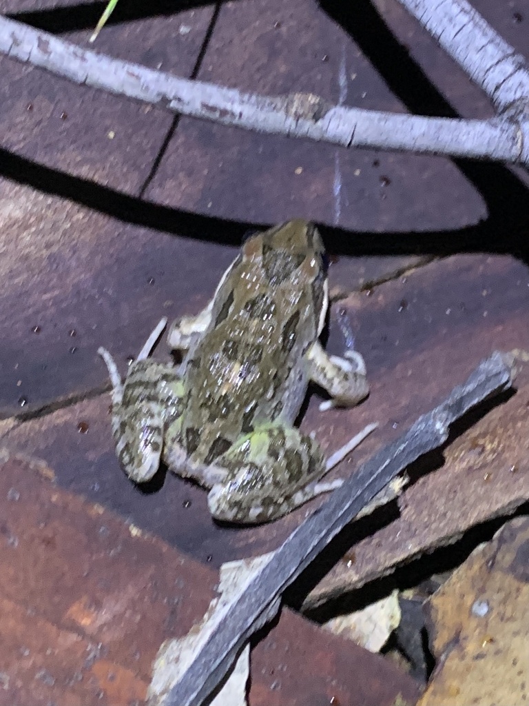 Spotted Grass Frog from Wanderer Cr, Springfield Lakes, QLD, AU on ...