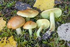 Tricholoma frondosae