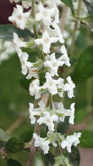 Aloysia