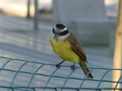 Pitangus sulphuratus