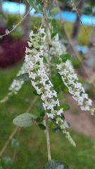 Aloysia