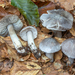 Tricholoma sciodes - Photo (c) Nicolò Oppicelli, some rights reserved (CC BY-NC), uploaded by Nicolò Oppicelli