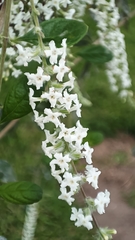 Aloysia