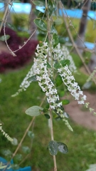 Aloysia