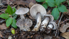 Tricholoma squarrulosum