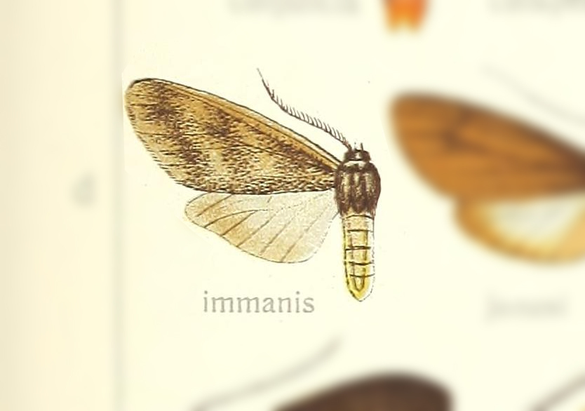 Opharus immanis