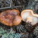 Tricholoma stans - Photo (c) Nicolò Oppicelli, some rights reserved (CC BY-NC), uploaded by Nicolò Oppicelli