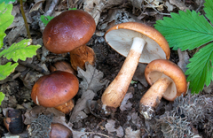 Tricholoma ustale