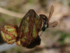 Strongylogaster multicincta