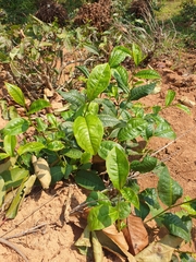 Camellia sinensis assamica