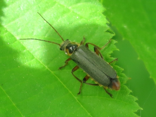 Cantharis nigricans nuotrauka