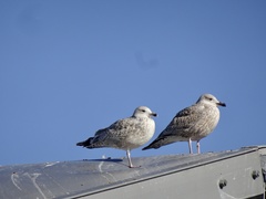 Larus argentatus
