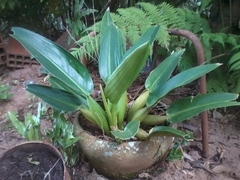 Philodendron martianum