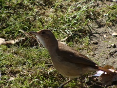 Furnarius rufus