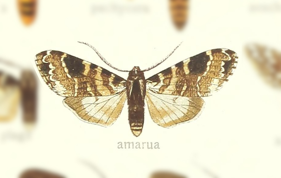 Elysius melanoplaga