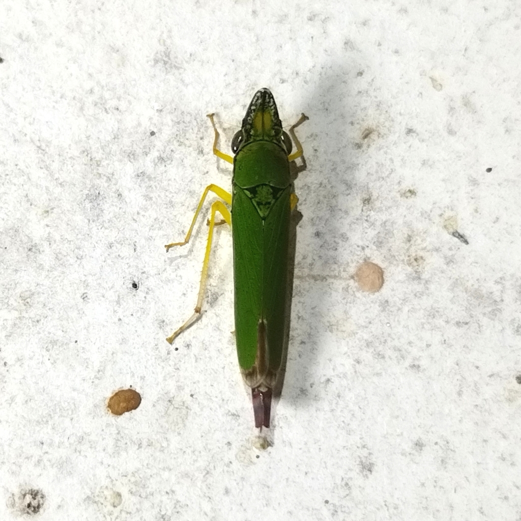 Acrogonia ignota